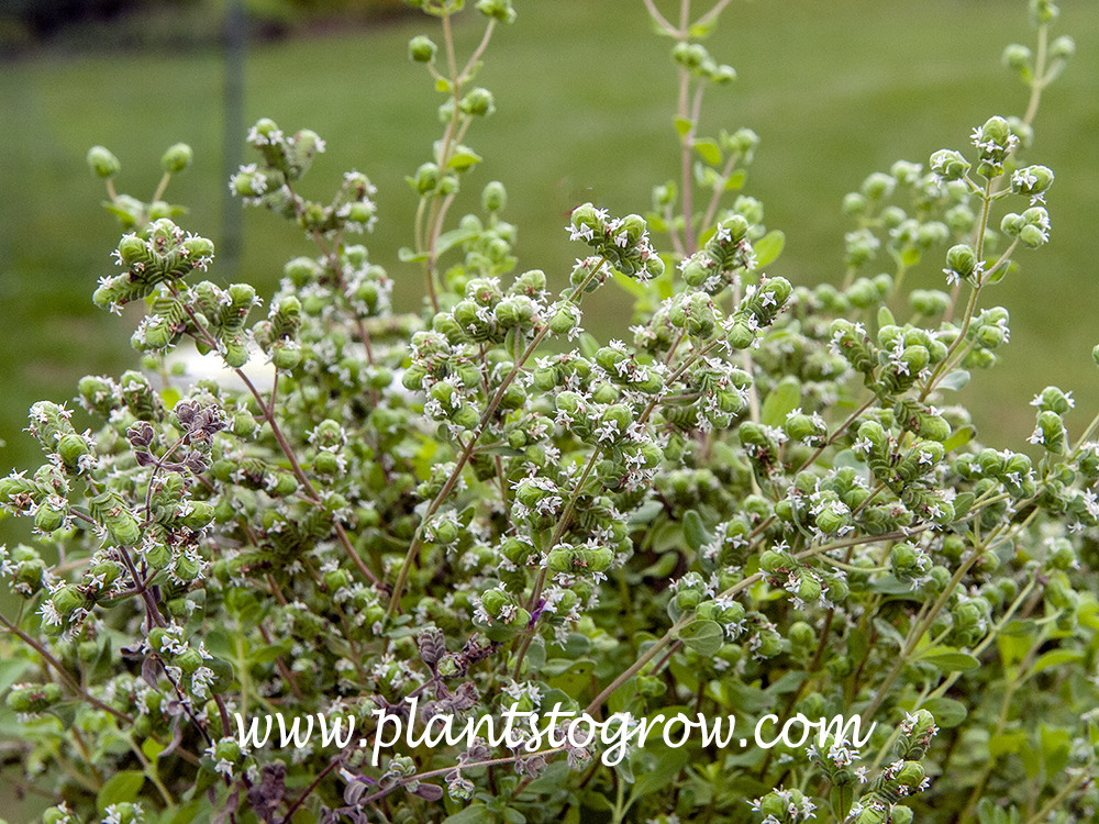 Sweet Marjoram (Origanum majorana) 
A blooming plant. Probably should have cut the flowers off before they were this advanced.